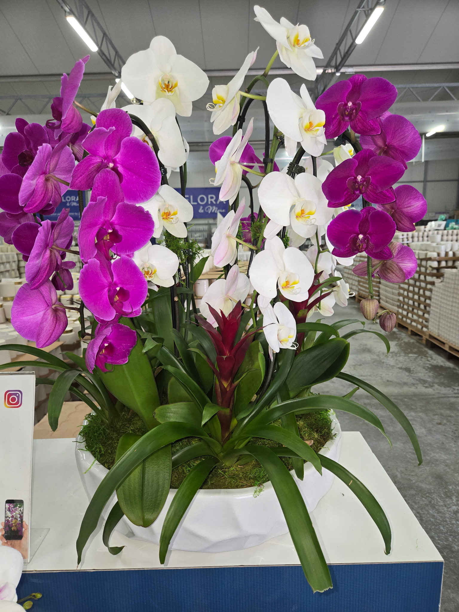 Orchid arrangement