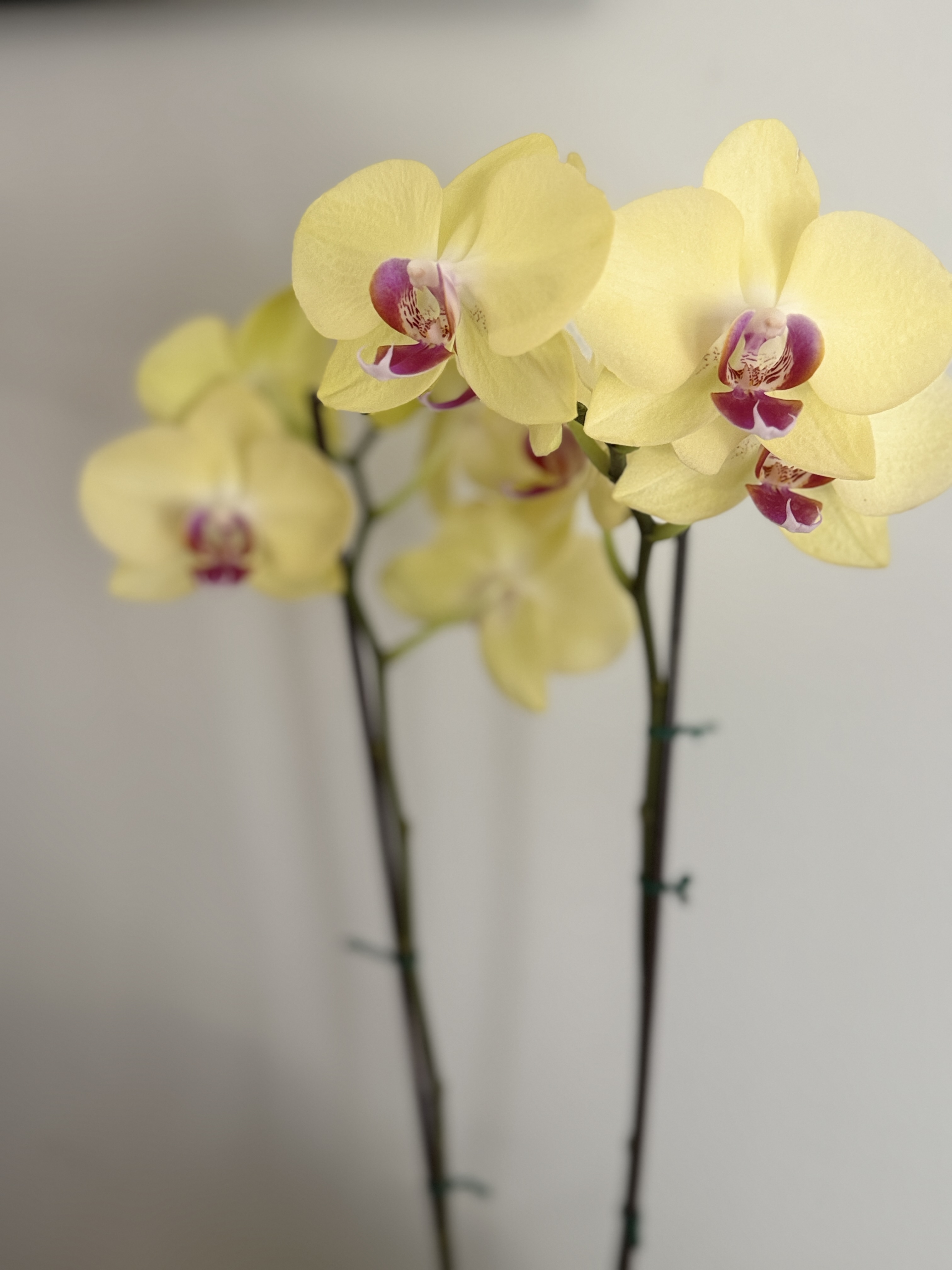 Orchid maintenance