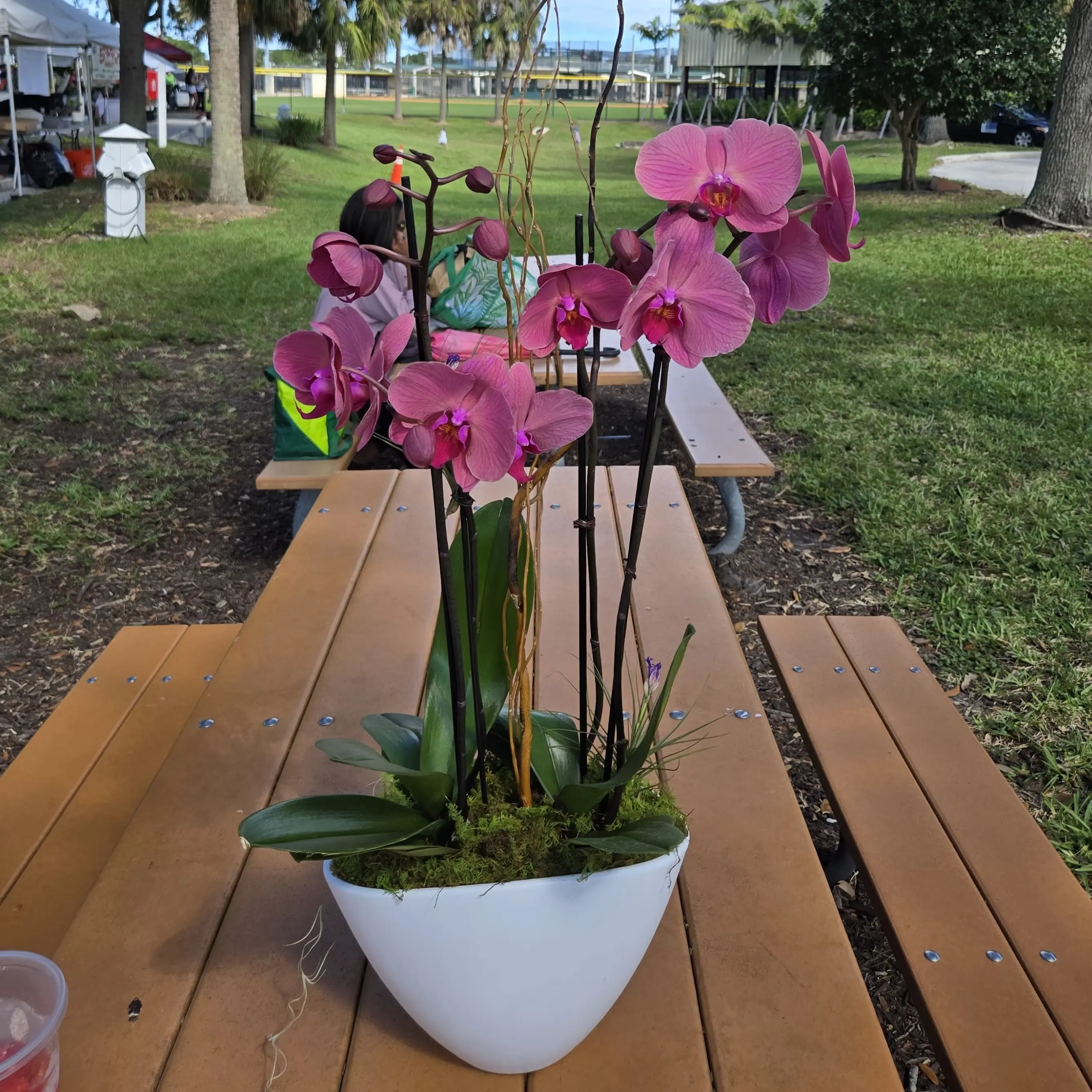 Orchid arrangement