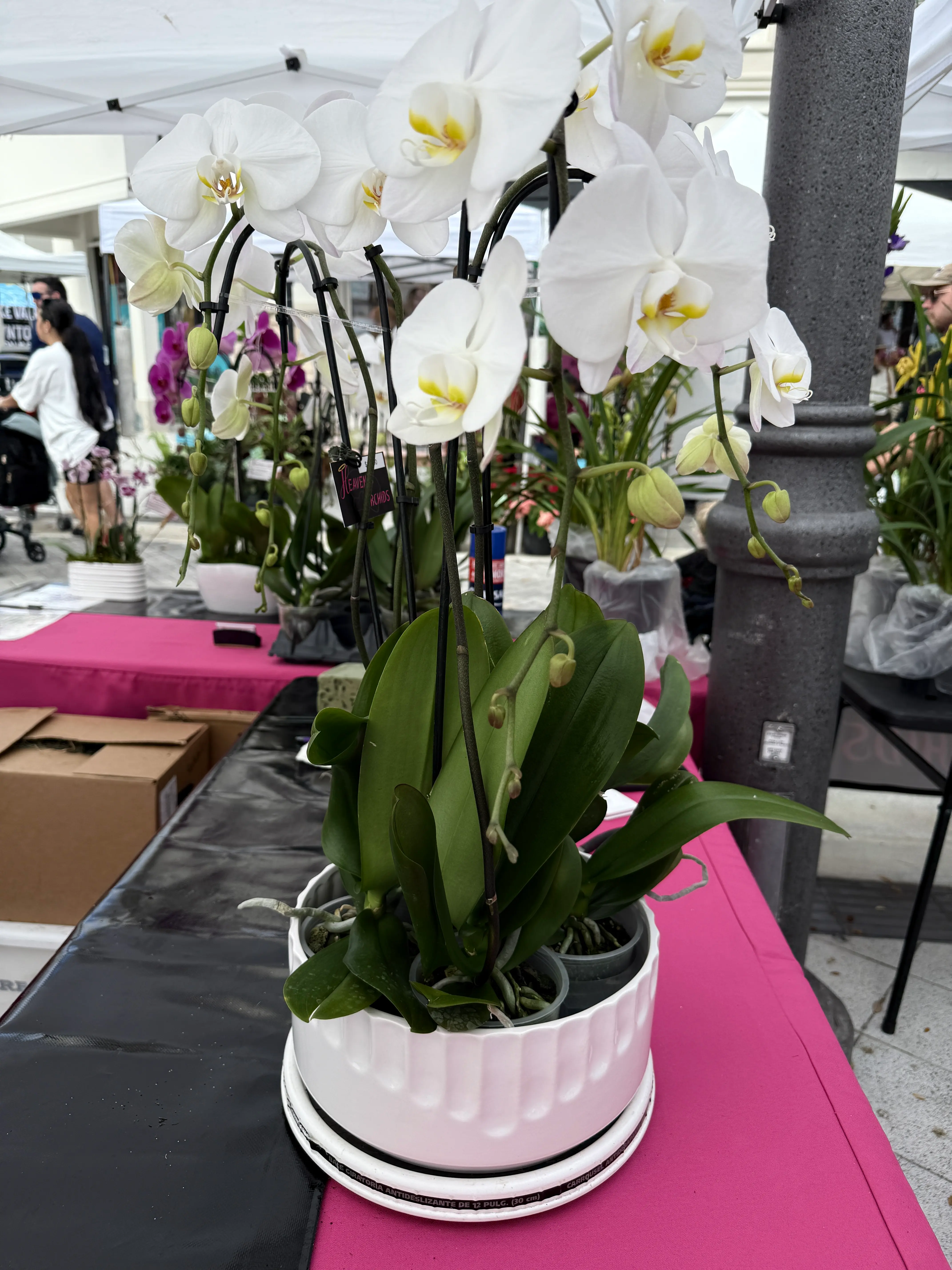 Orchid arrangement