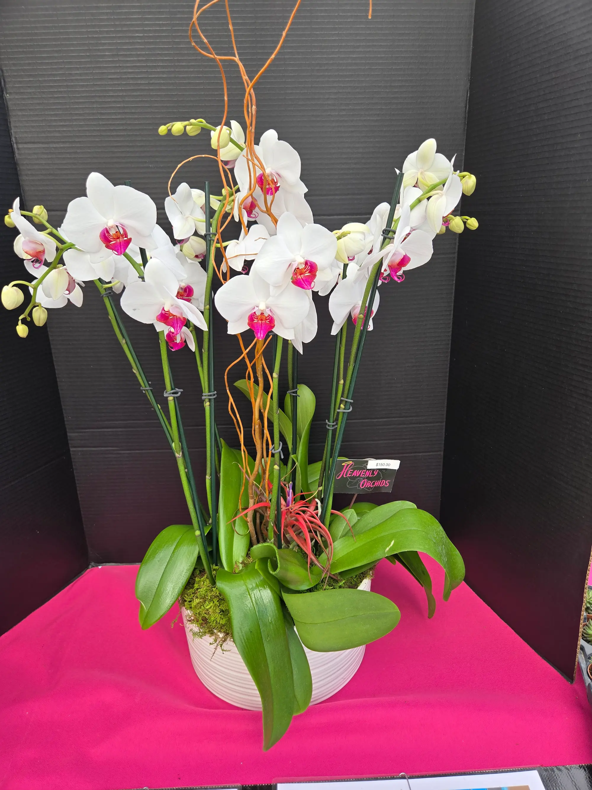 Orchid arrangement