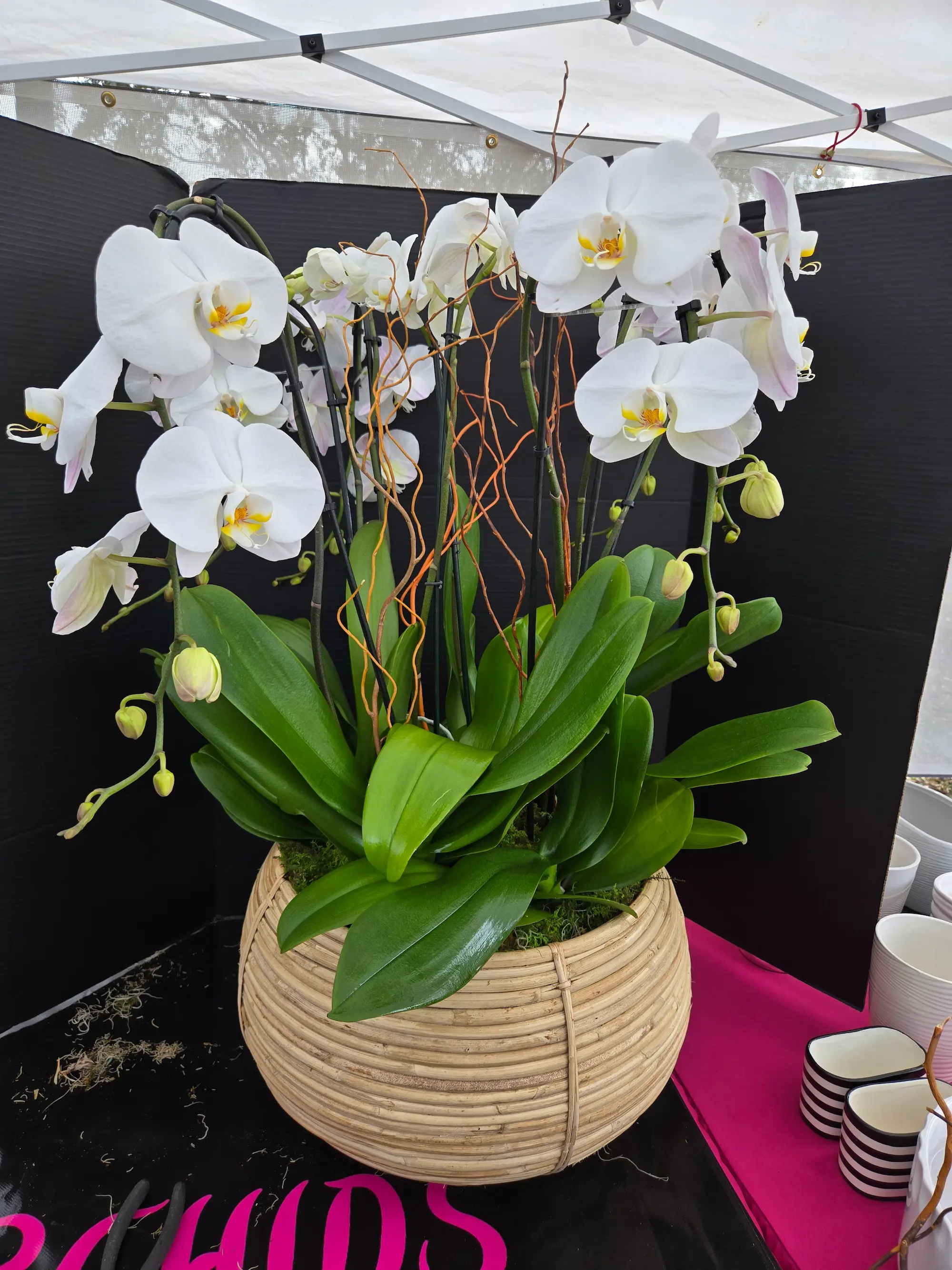 Orchid arrangement