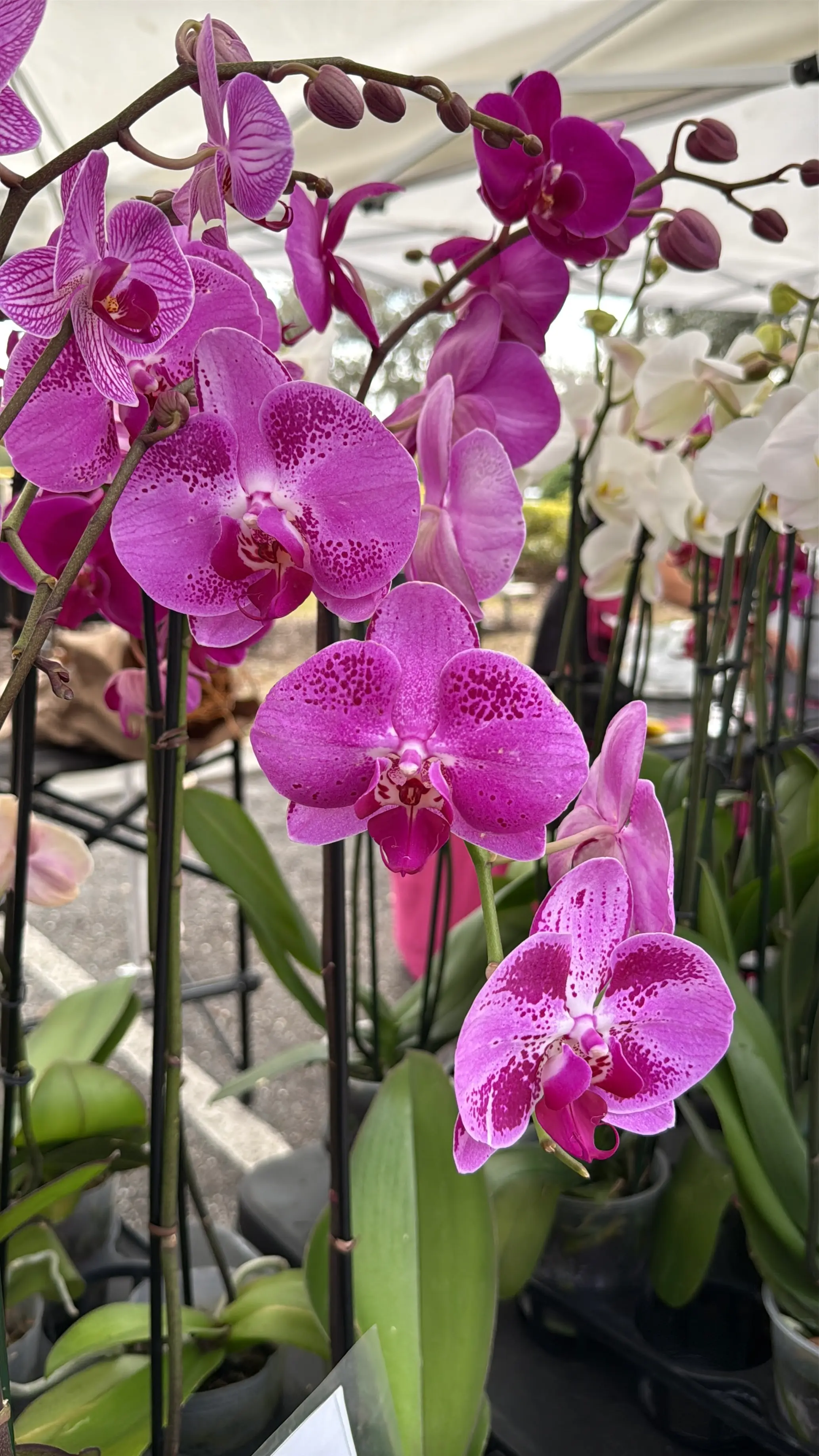 Orchid bouquets