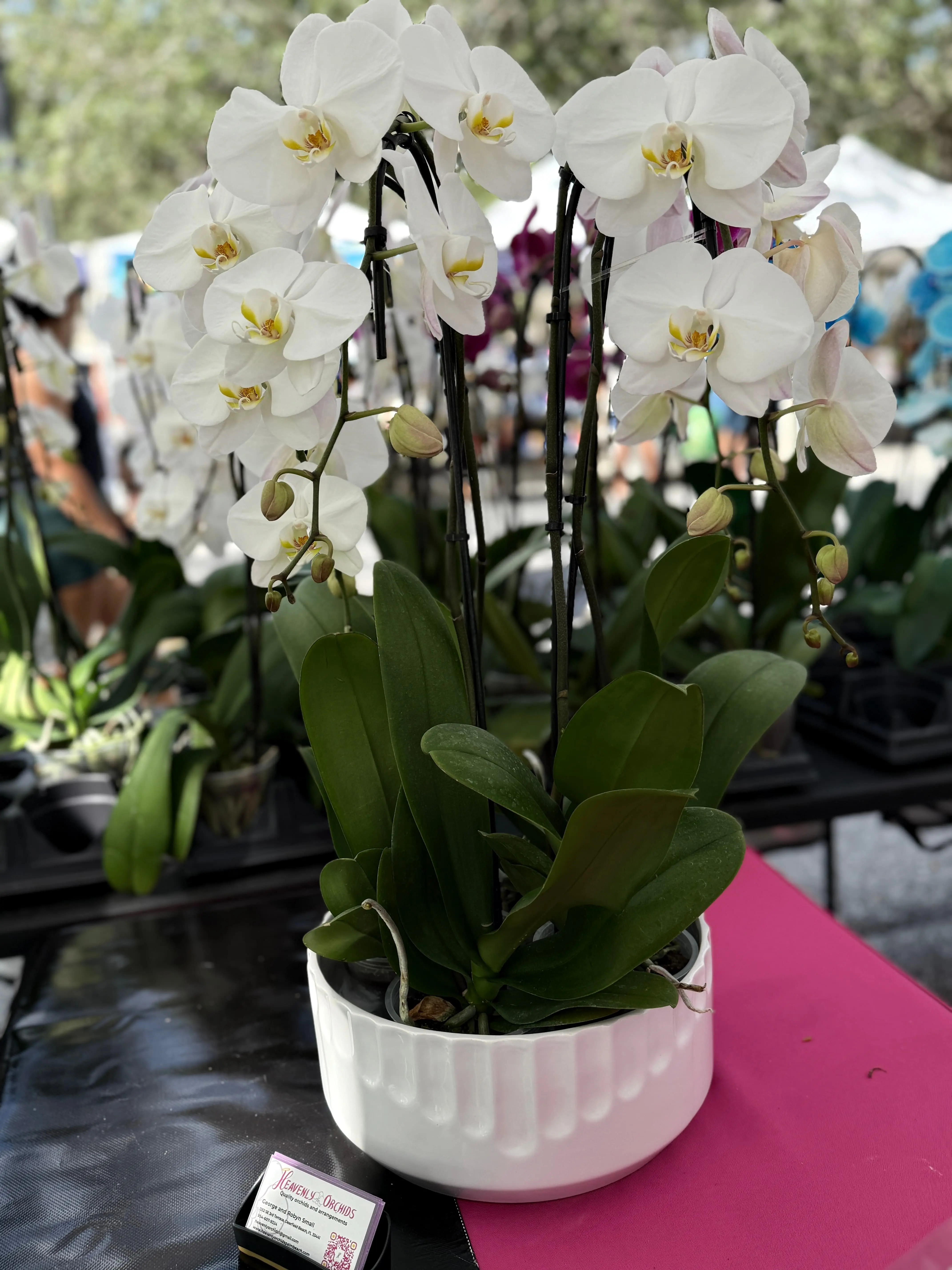 Orchids for weddings and events