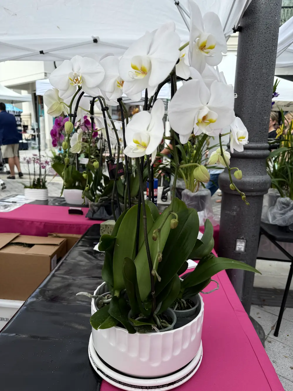 Orchid arrangement