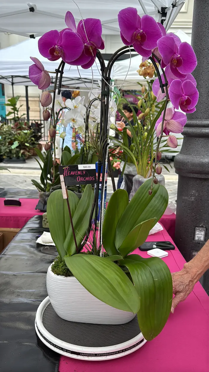 Orchid arrangement