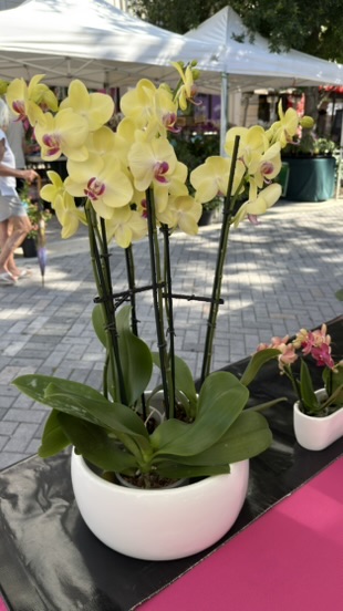 Orchid arrangement