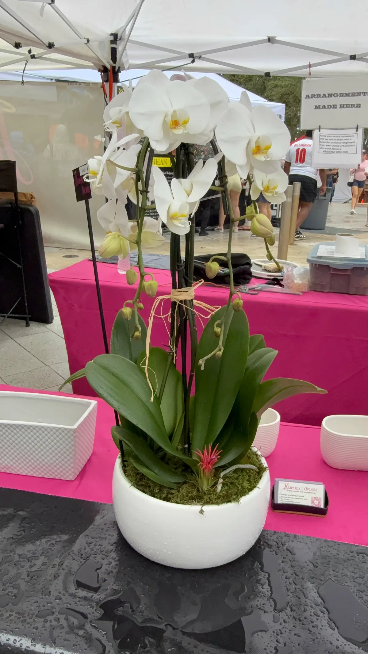 Orchid arrangements