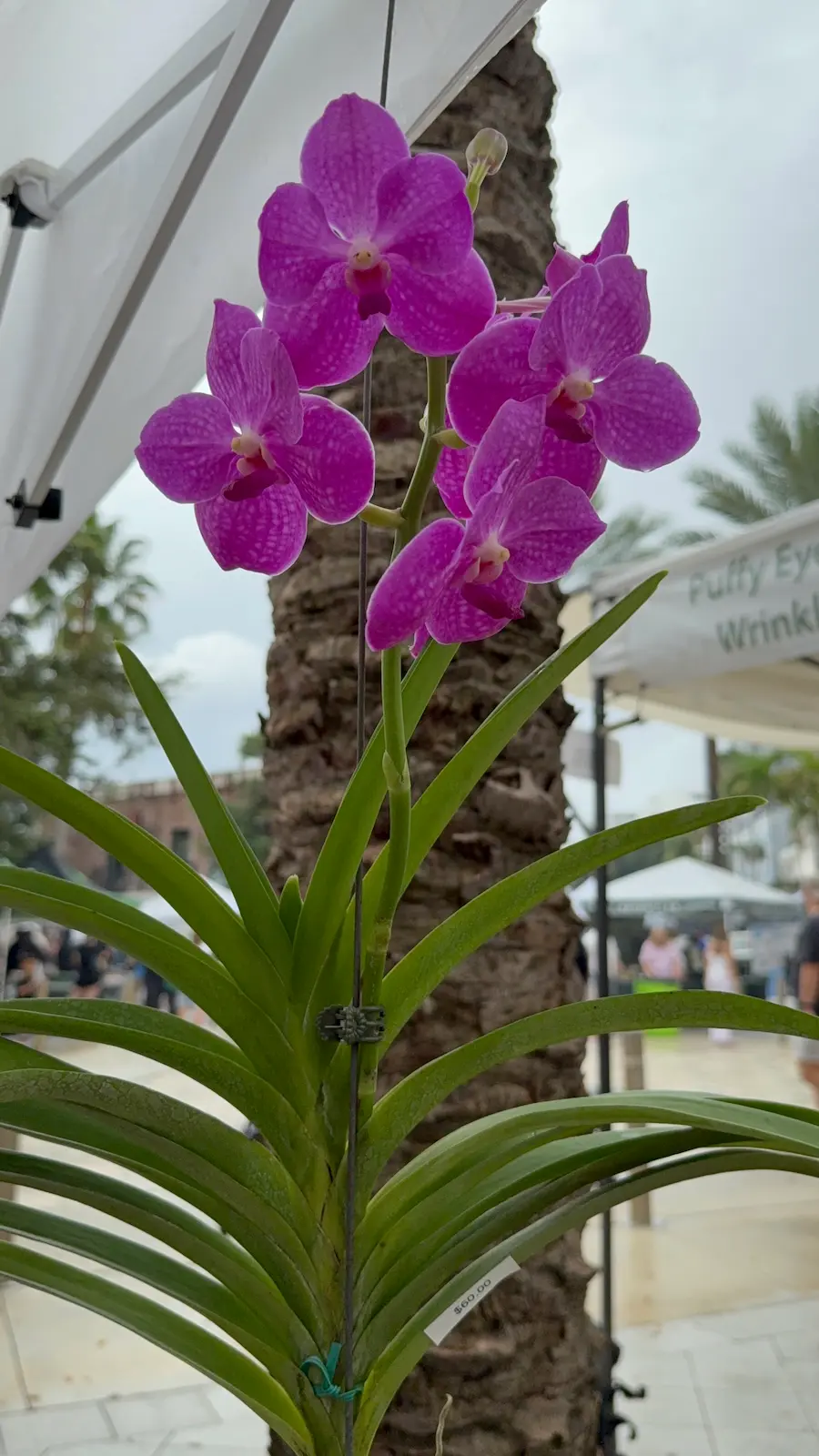 Orchid tree installation