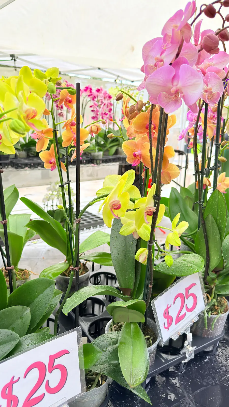 Orchid plants for sale