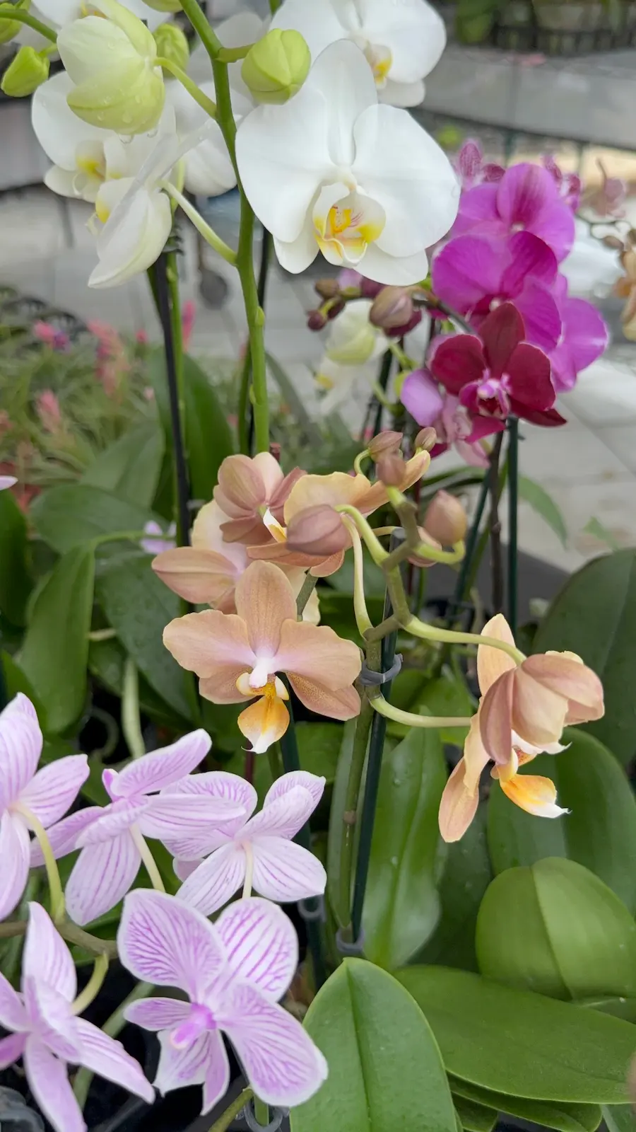 Heavenly Orchids