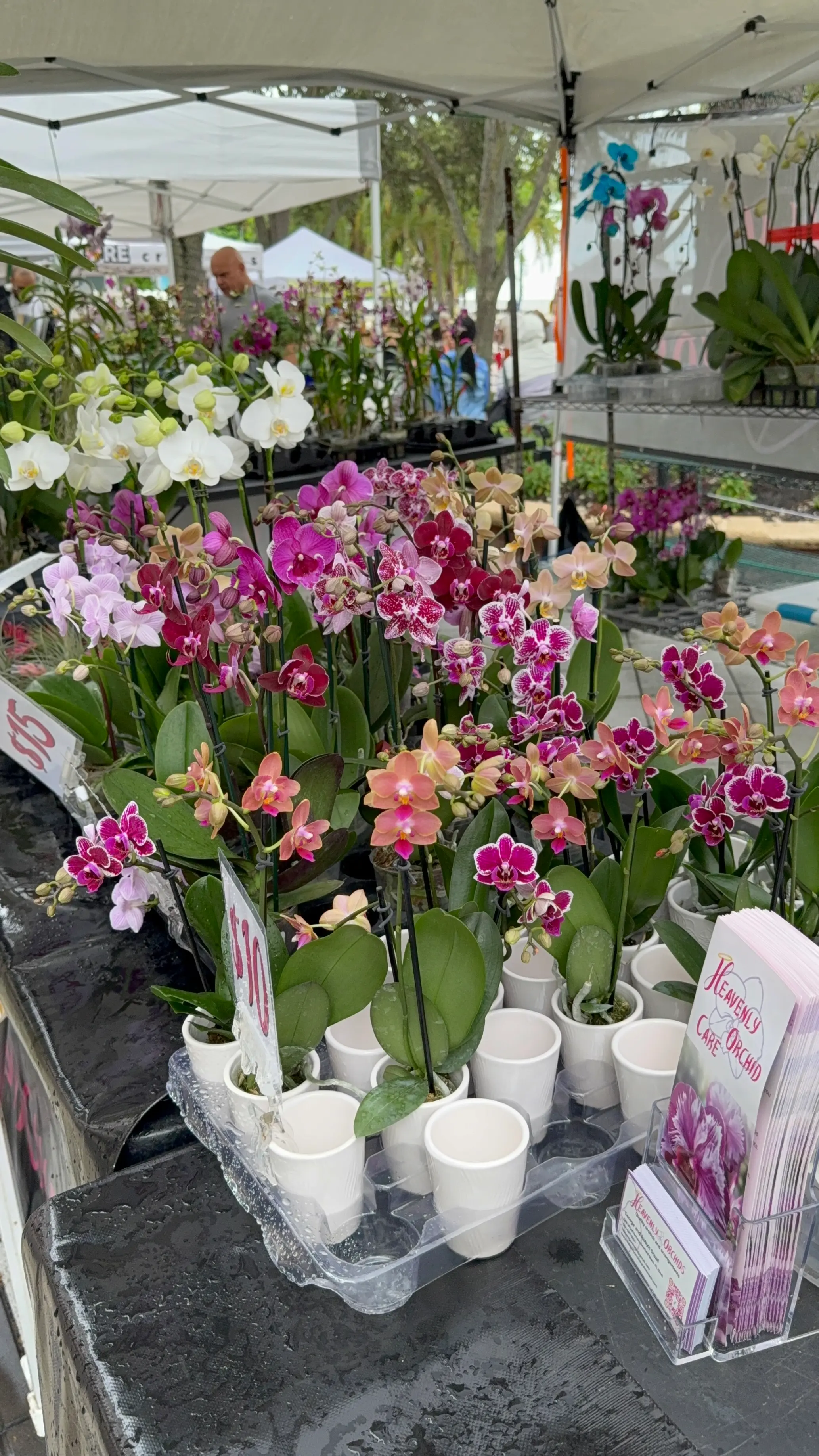 Heavenly Orchids