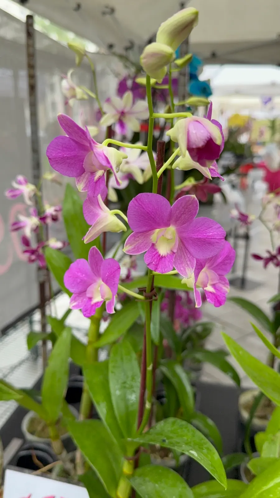 Heavenly Orchids