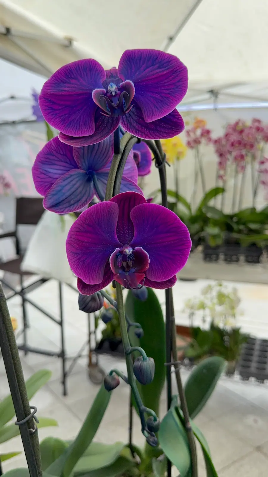 Heavenly Orchids