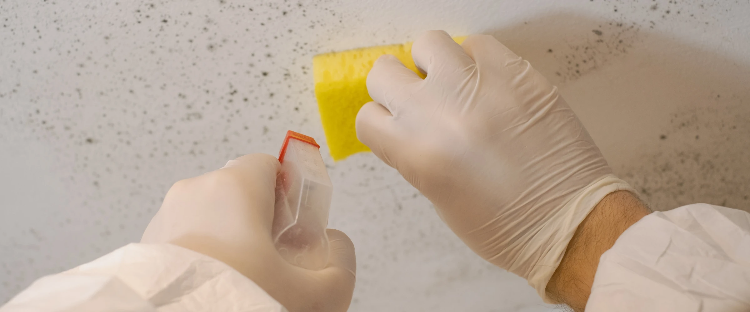 Gloved hands cleaning black mold from a white wall or ceiling using a spray bottle and a yellow sponge. Gloved hands cleaning black mold from a white wall or ceiling using a spray bottle and a yellow sponge.