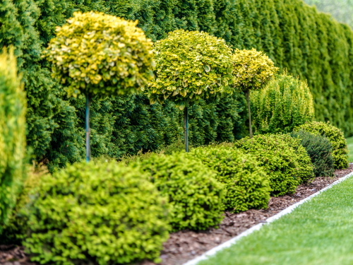 Bastrop Tree Service