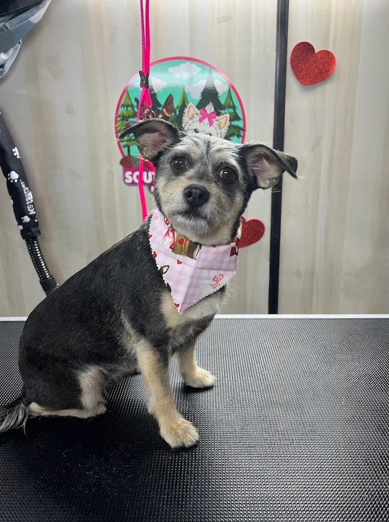 Mobile Grooming Gallery image