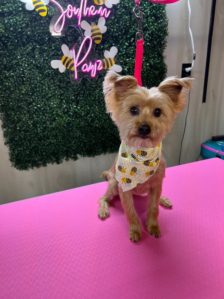 Mobile Grooming Gallery image