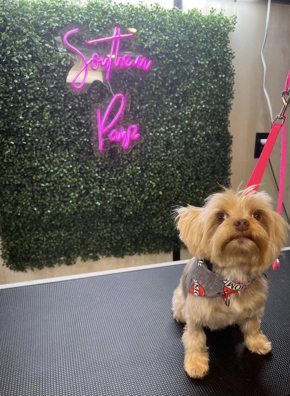 Mobile Grooming Gallery image
