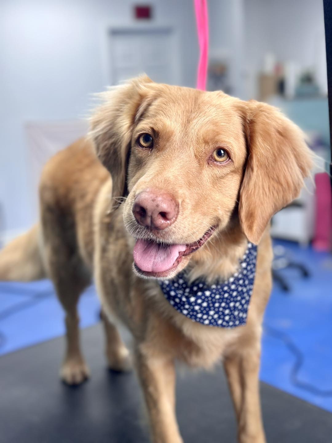 Seven Lakes Grooming