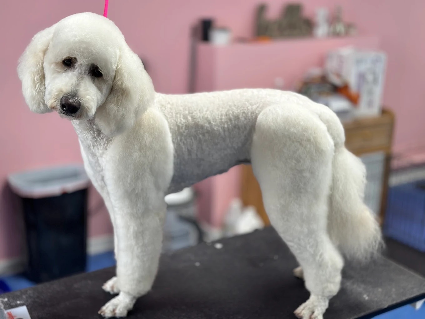 Seven Lakes Grooming