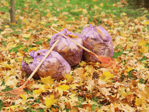 Poway Yard & Property Cleanup