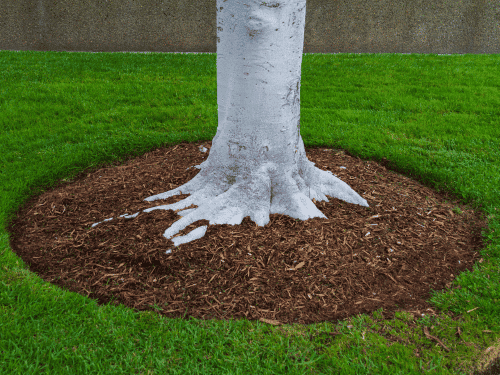 Poway Mulch & Rock Installation