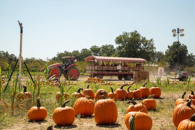 Sweet Eats Fall Festival
