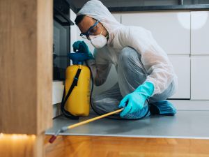 Spider Control in Chino