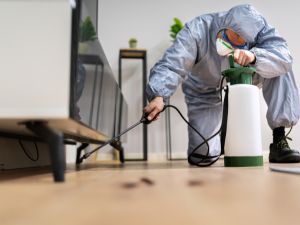 Spider Control in Chino Hills