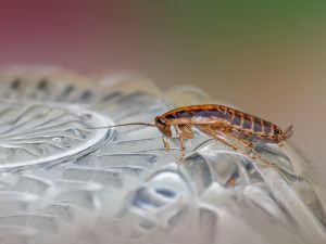 Cockroach Control in Chino Hills