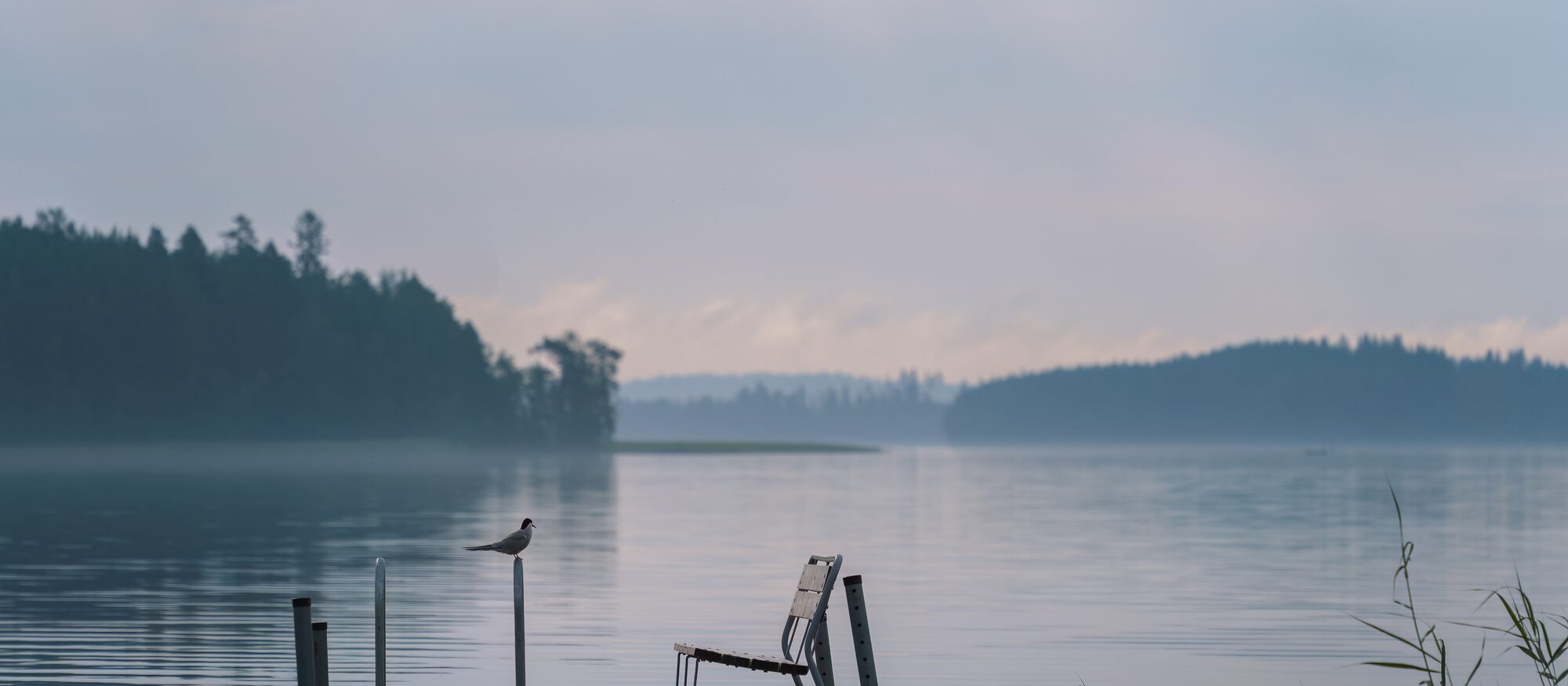 Mist rising off a still lake at first light, with a wooden dock at the edge of the water.