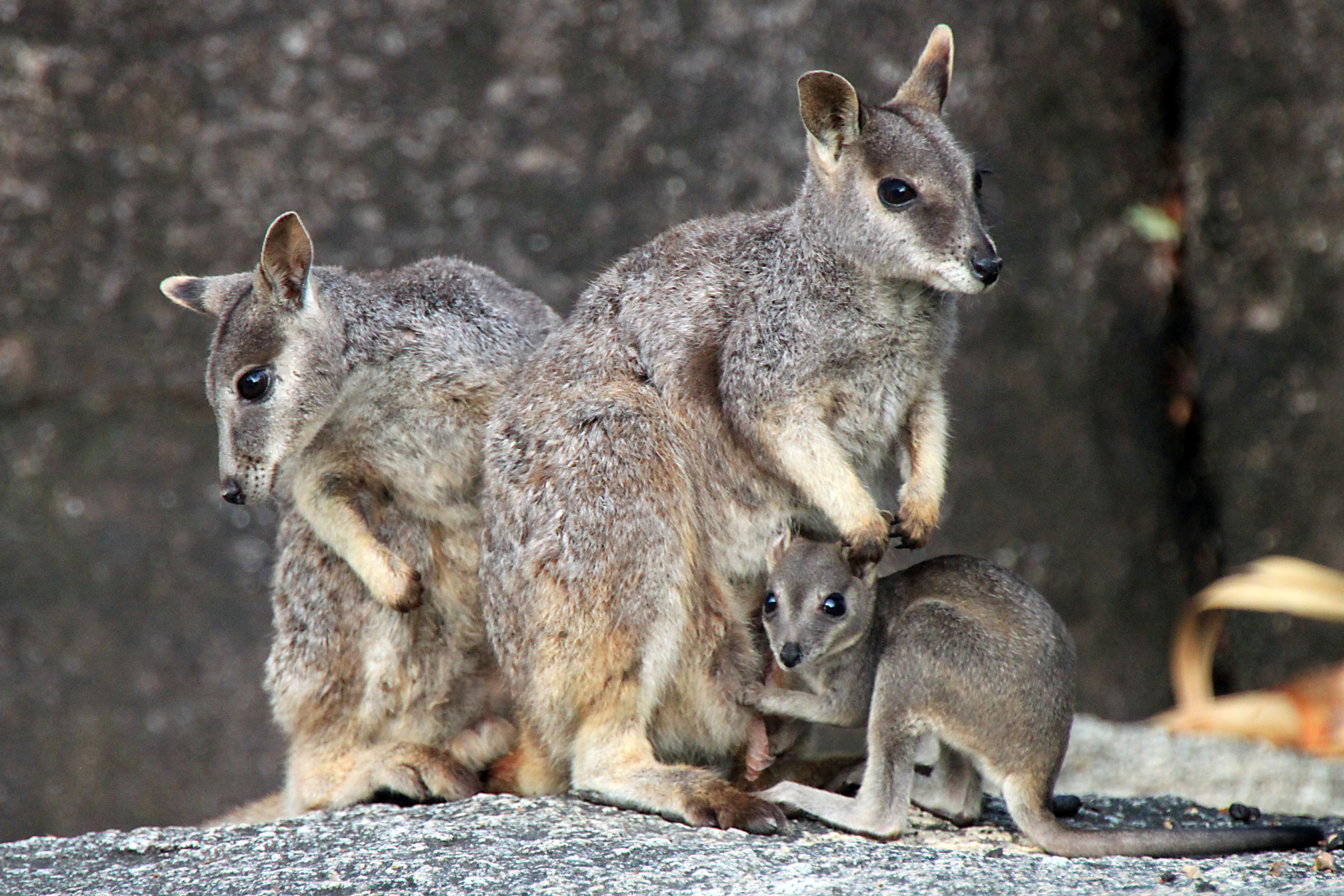 Visitor feeding a rock wallaby at Granite Gorge