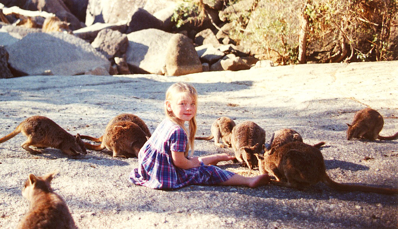 Rock wallaby sitting on granite boulders