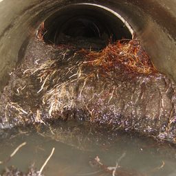 Root intrusion at cleanout