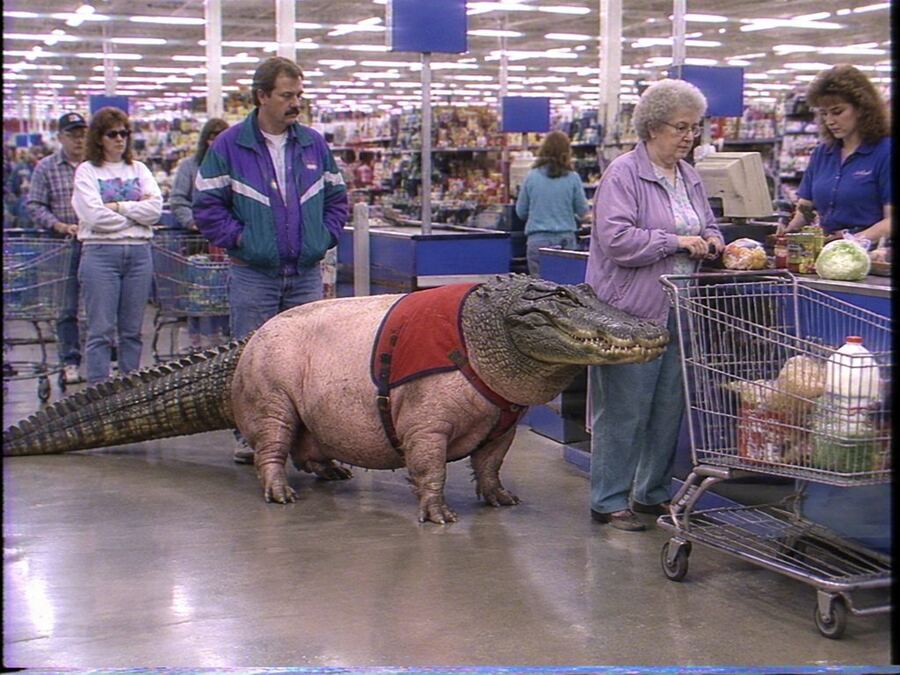 A pig-alligator wearing a service vest in a grocery store