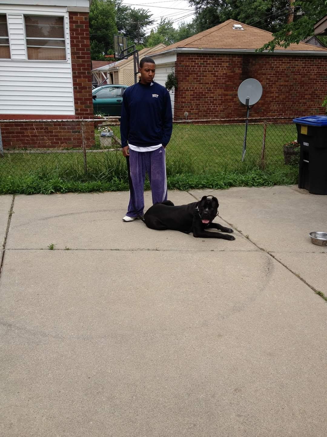 A Cane Corso holding a down-stay