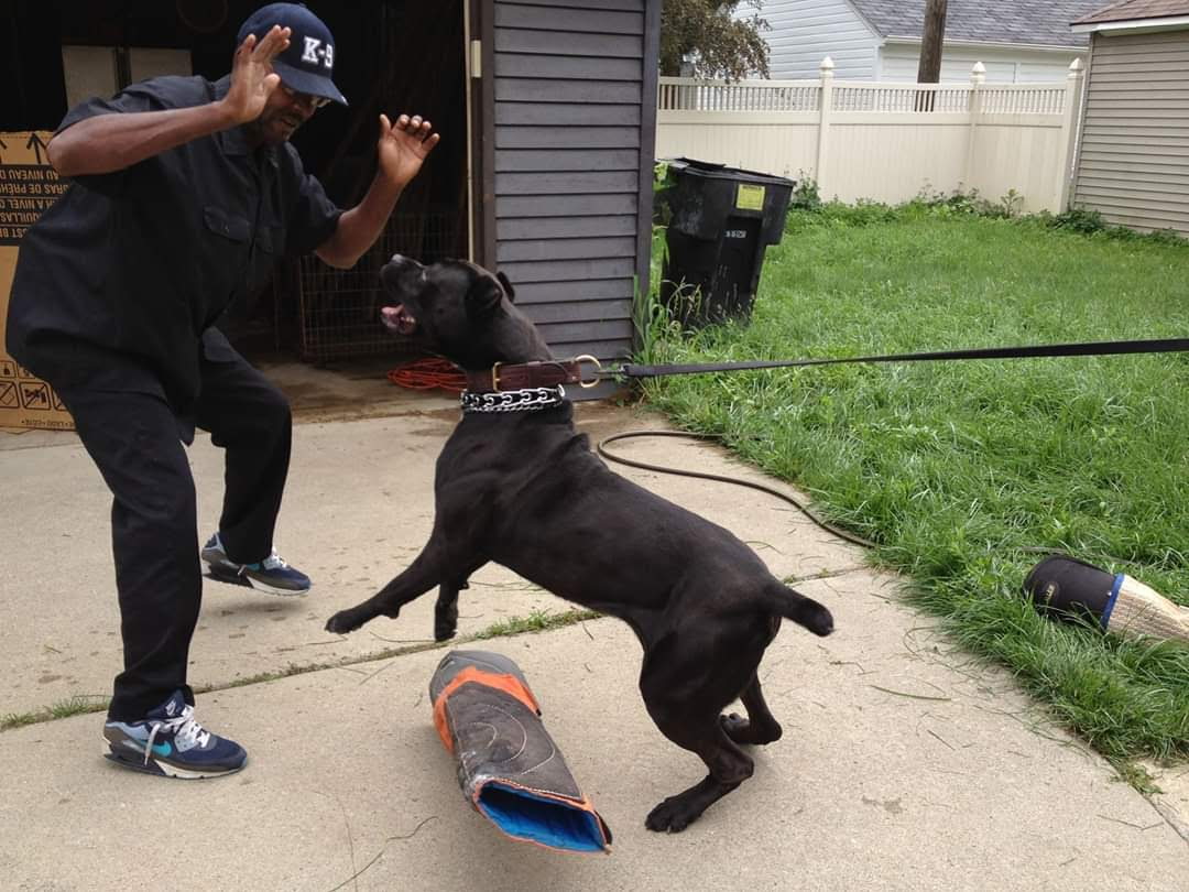 Moe doing protection work with a Cane Corso