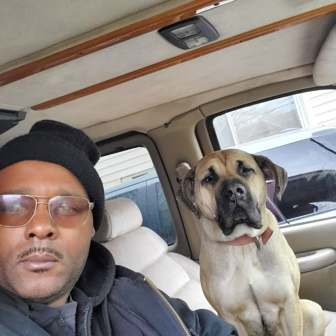 Big-breed handling with a mastiff
