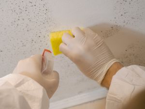 Mold remediation in Baltmore county