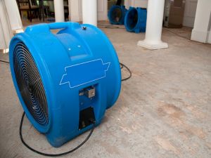 Mold remediation in Baltmore city