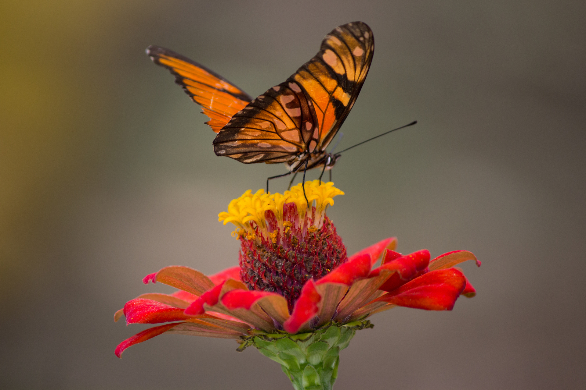 best-flowers-for-pollinators-garden-retreat.jpg