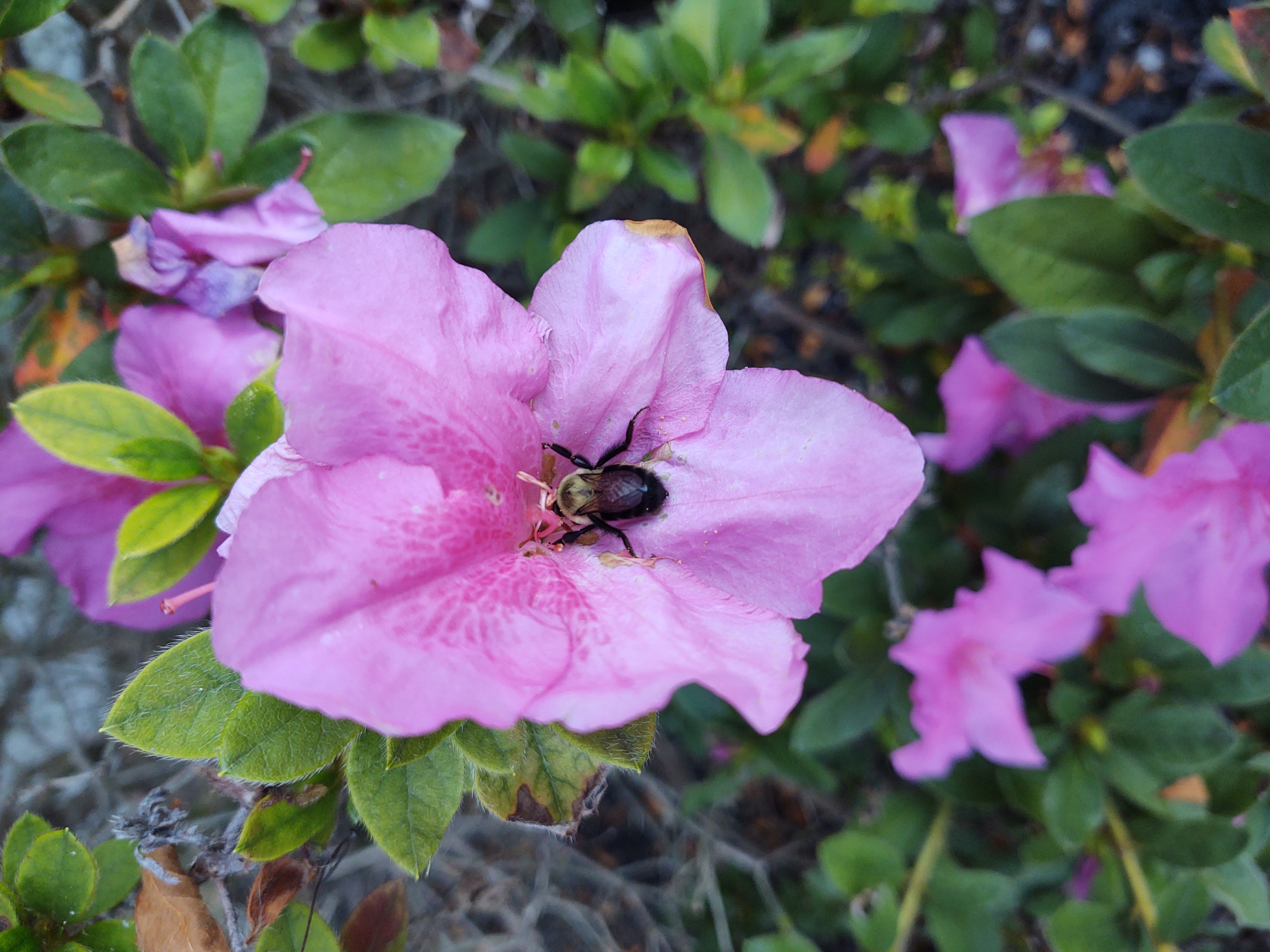 Bee visiting a pink flower in a pollinator-friendly garden Bee visiting a pink flower in a pollinator-friendly garden
