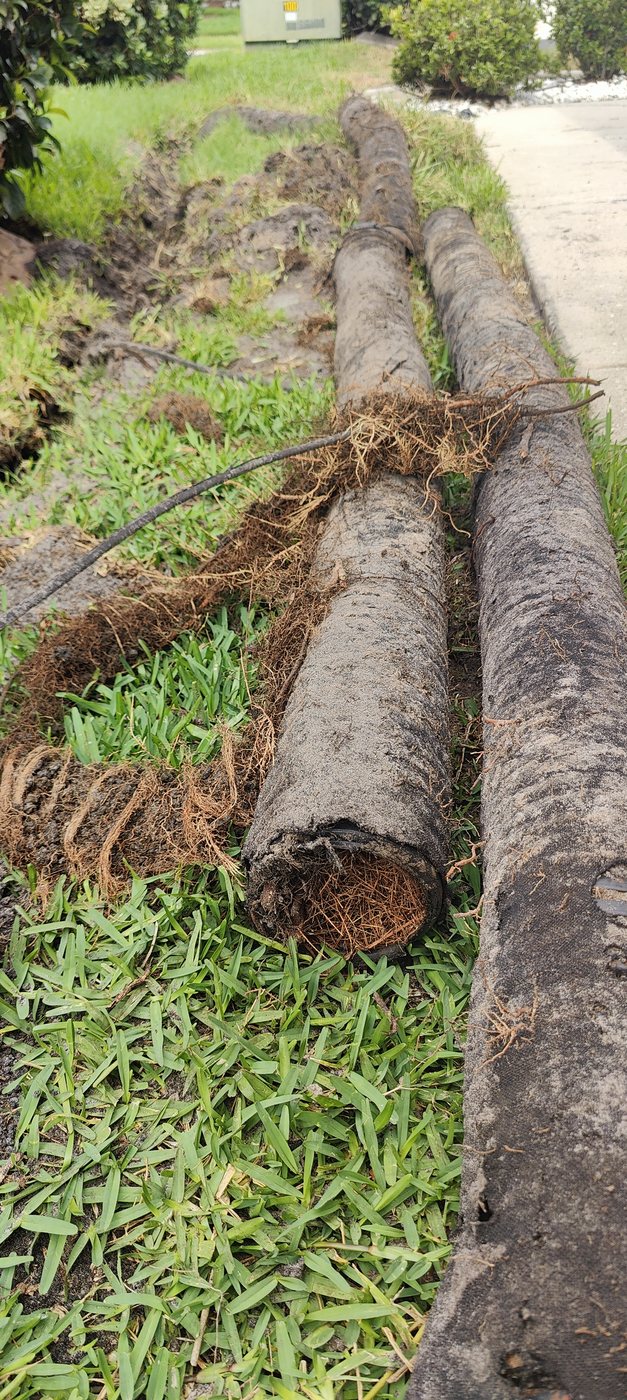 Failed sock-wrapped corrugated foundation drain pipe full of roots removed by Trufam Drainage in Tampa Bay