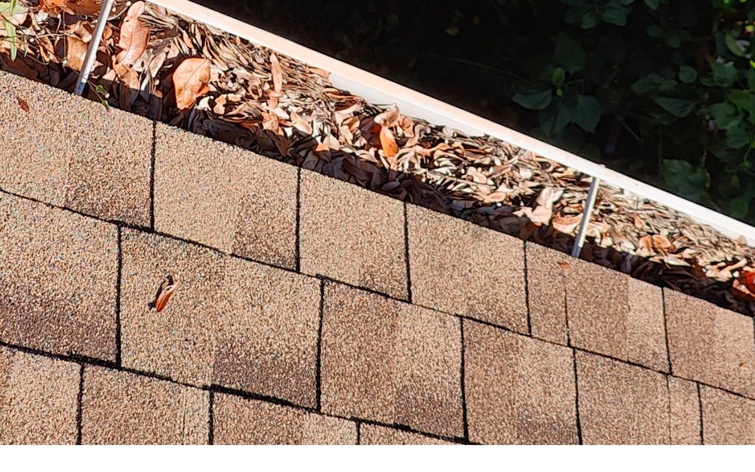 Tampa Bay gutter packed full of leaves and pine needles before gutter guards were installed