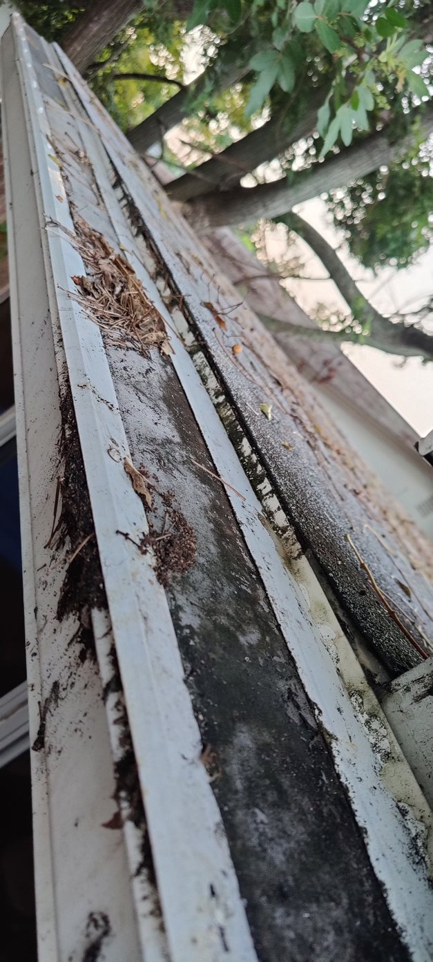 Fine micromesh gutter screen clogged with debris and growing algae on top in Tampa Bay