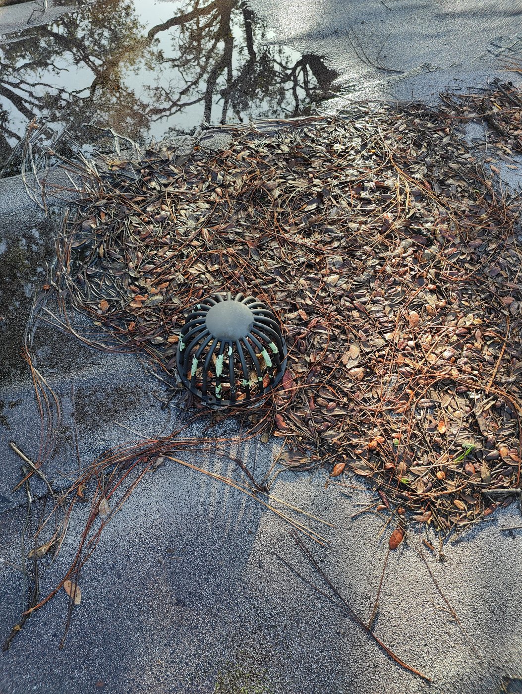 Debris built up on a commercial roof drain before cleaning