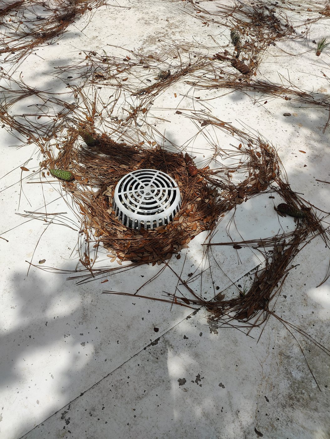 A clogged roof drain on a flat commercial roof in Tampa Bay