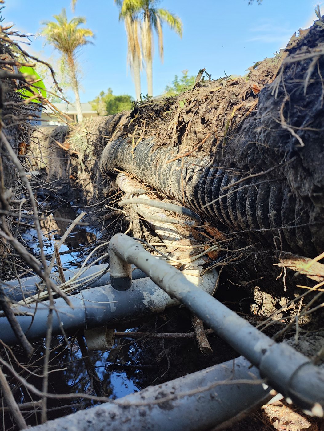 Failed corrugated drainage pipe packed with roots that Trufam dug up and replaced