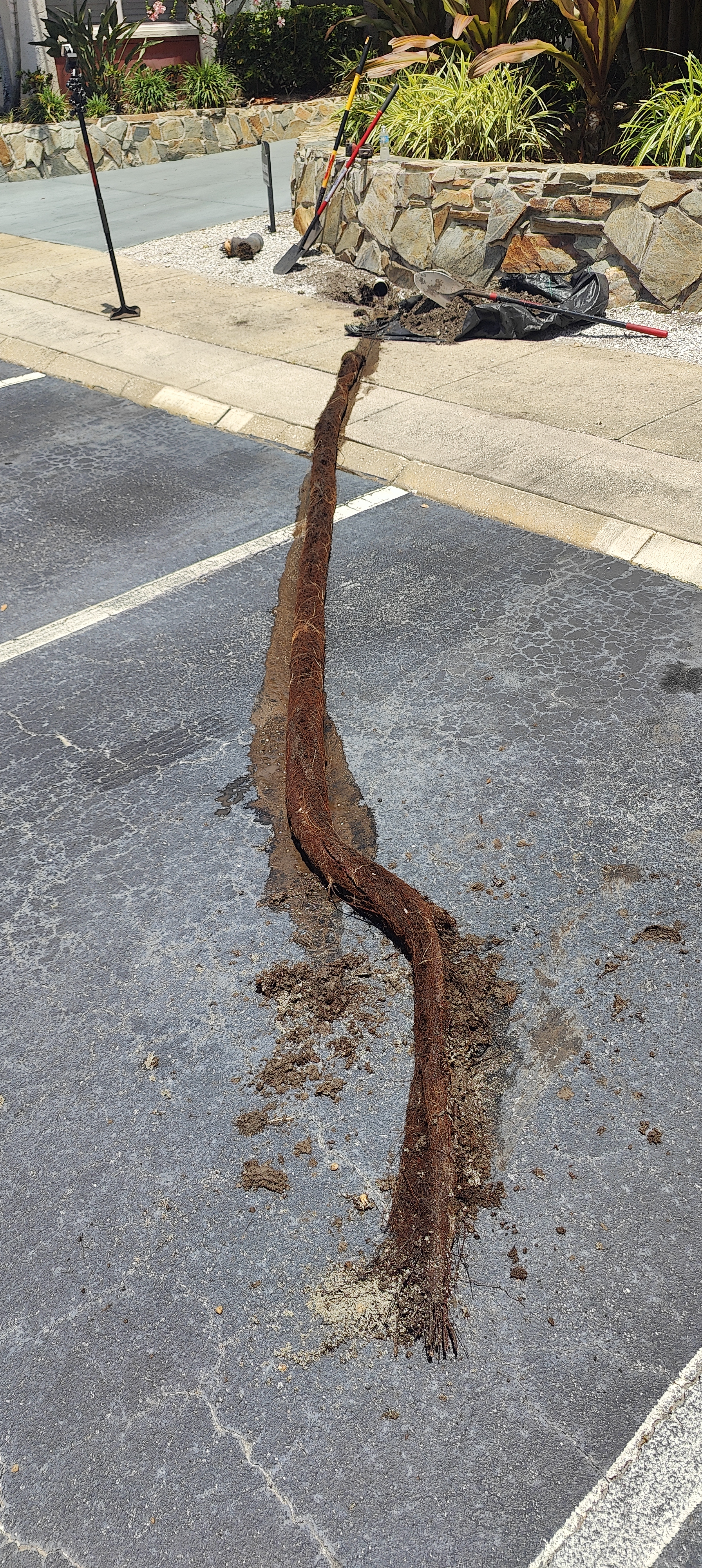 A very large root ball removed from a clogged drain line in Tampa Bay